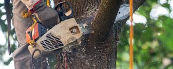 Best Fruit Tree Pruning  in Nahunta, GA