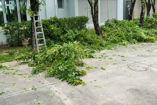 Best Lawn Drainage Solutions  in Nahunta, GA